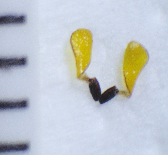 Datei:Asclepias tuberosa Pollinarium ca 2 mm lang.jpg