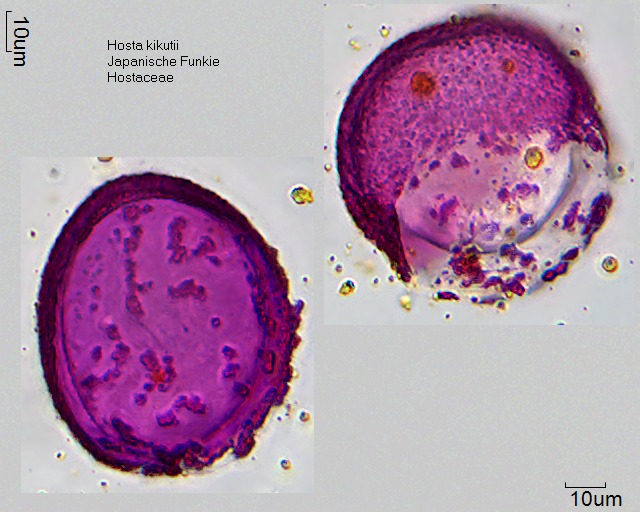 Pollen von Hosta kikutii