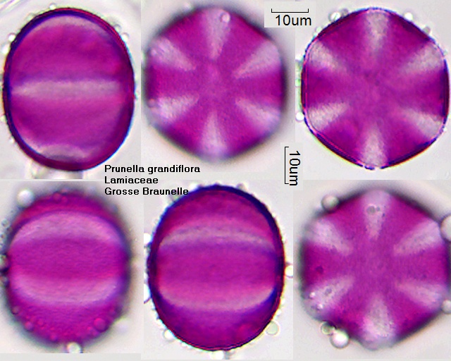 Pollen von Prunella grandiflora