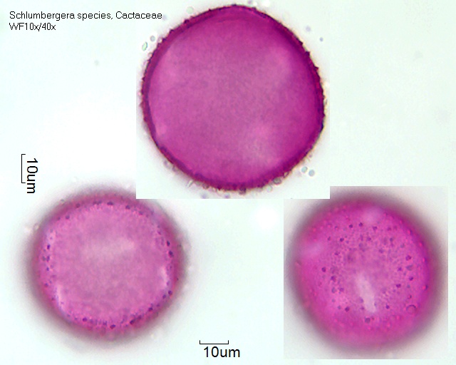 Pollen von Schlumbergera truncata