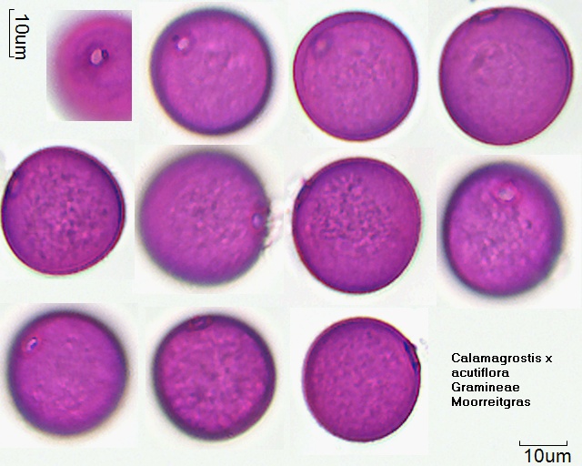 Pollen von Calamagrostis x acutiflora