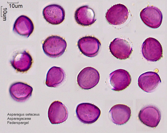 Pollen von Asparagus setaceus.jpg