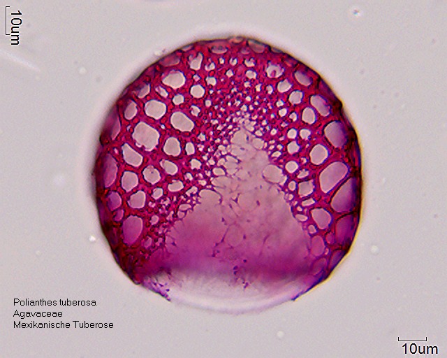 Datei:Polianthes tuberosa (1).jpg