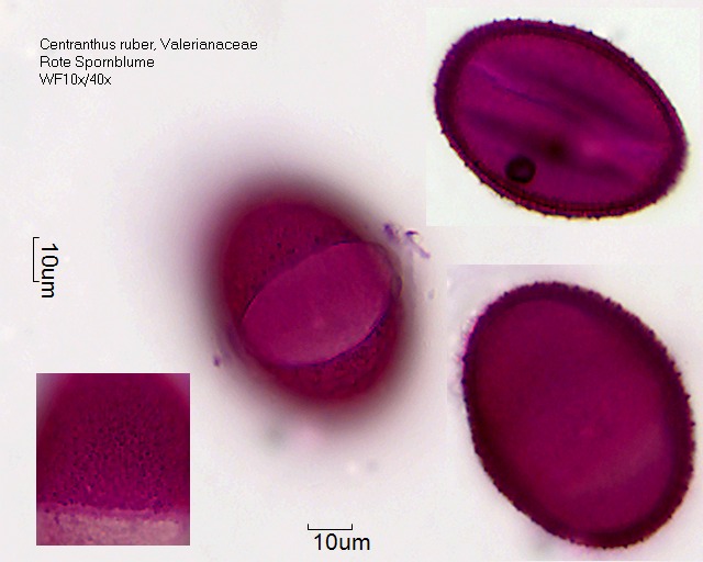 Datei:Centranthus ruber (1).jpg – Pollen-Wiki