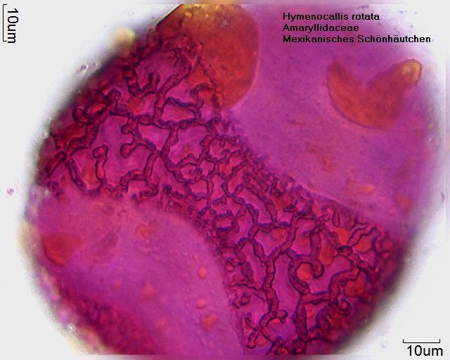 Datei:Hymenocallis rotata (2).jpg