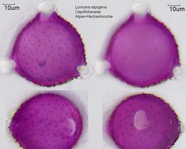 Pollen von Lonicera alpigena
