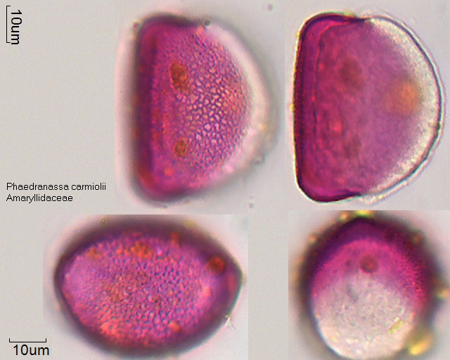 Pollen von Phaedranassa carmiolii
