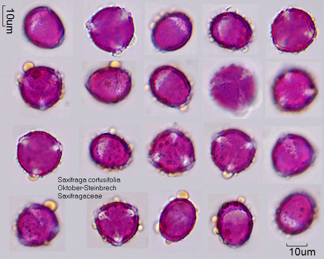 Pollen von Saxifraga cortusifolia