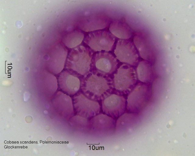 Pollen von Cobaea scandens