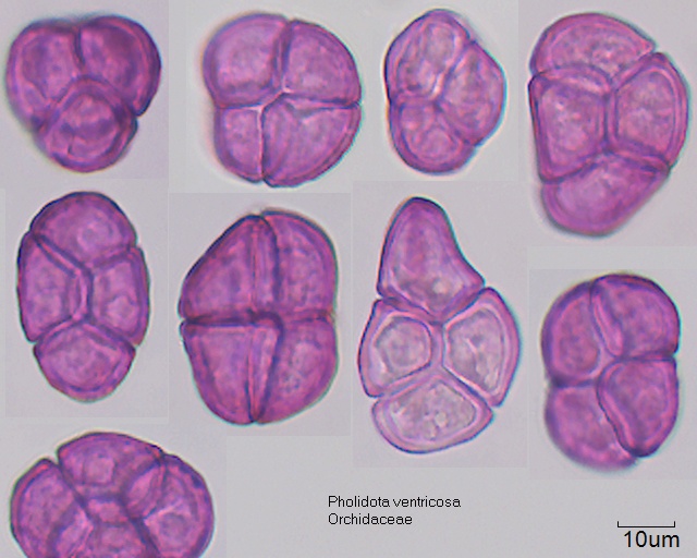Pollen-Tetraden von Pholidota ventricosa