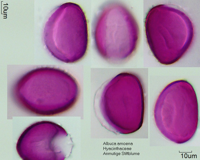 Pollen von Albuca amoena