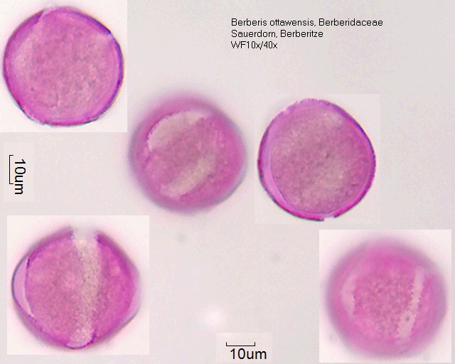 Pollen von Berberis x ottawensis