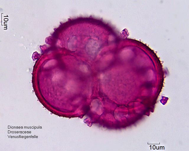 Datei:Dionaea muscipula (3).jpg