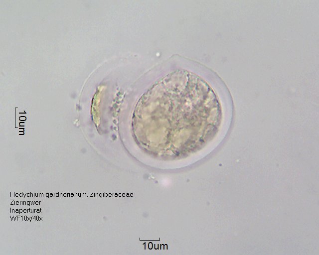 Datei:Hedychium garnerianum (2).jpg