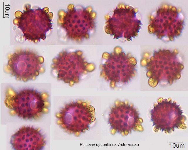 Pollen von Pulicaria dysenterica