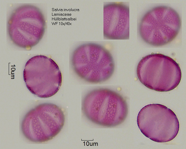 Pollen von Salvia involucrata