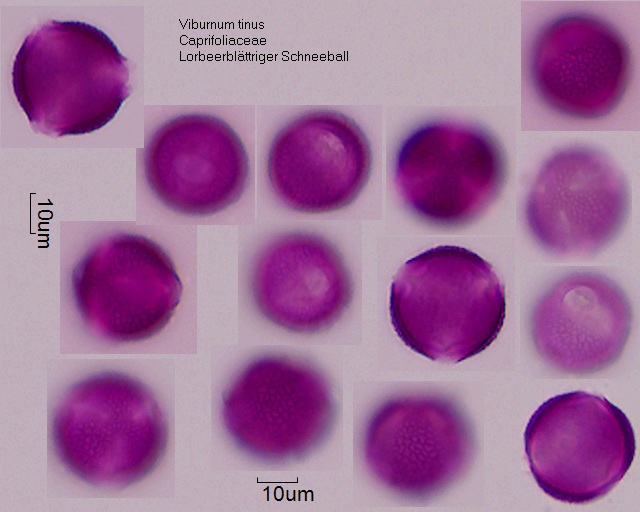 Pollen von Viburnum tinus, 4-053