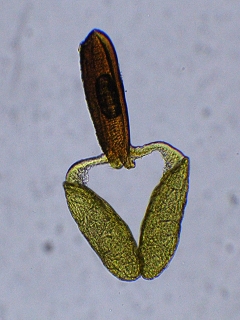Pollinarium von Vincetoxicum hirundinaria