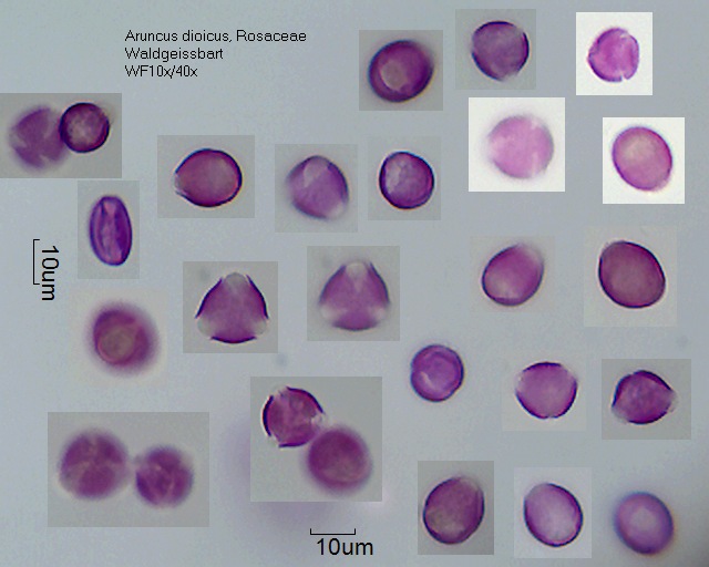 Pollen von Aruncus dioicus