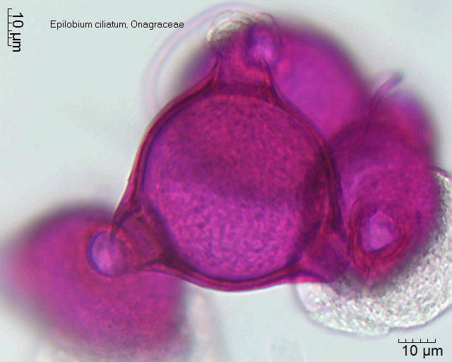 Pollen von Epilobium ciliatum