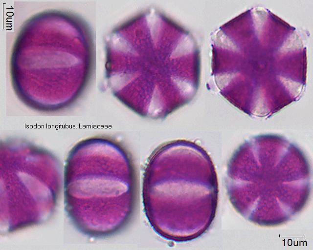 Pollen von Isodon longitubus