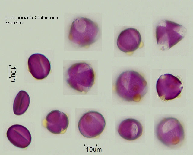 Oxalis articulata 2.jpg