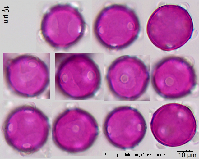 Pollen von Ribes glandulosum