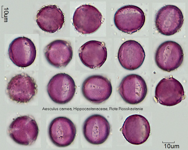 Pollen von Aesculus carnea