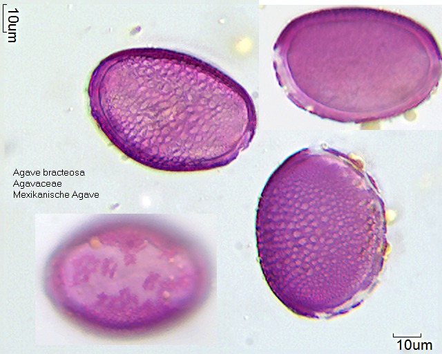 Pollen von Agave bracteosa