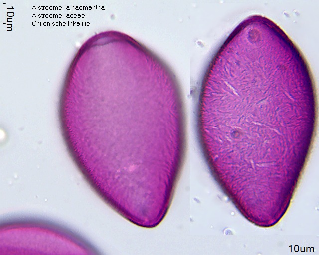 Datei:Alstroemeria haemantha (2).jpg