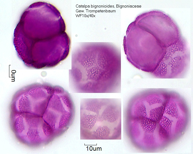 Pollen Catalpa bignonioides