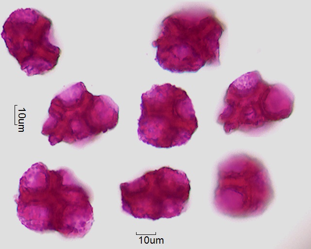 Celosia argentea (2).jpg