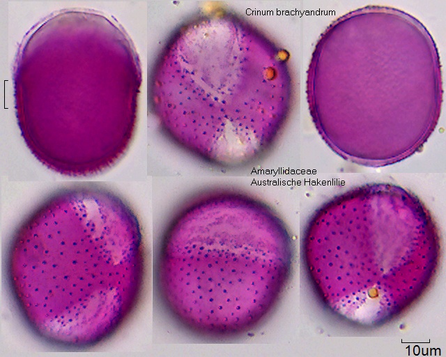 Pollen von Crinum brachyandrum