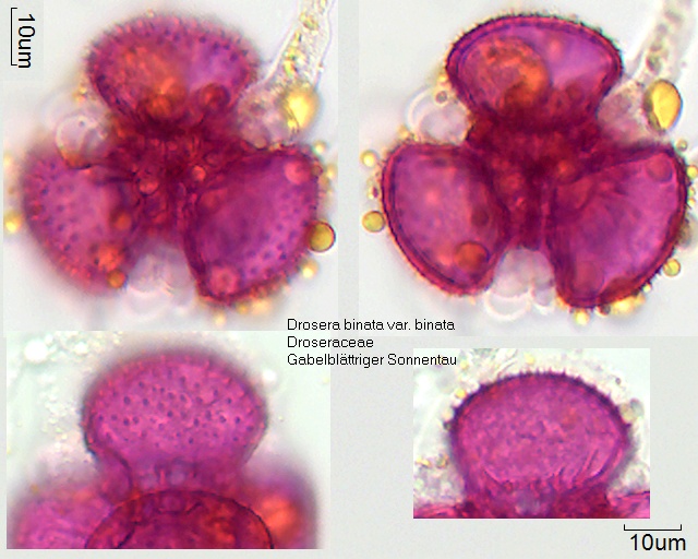 Pollen von Drosera binata