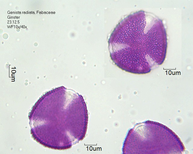 Pollen von Genista radiata