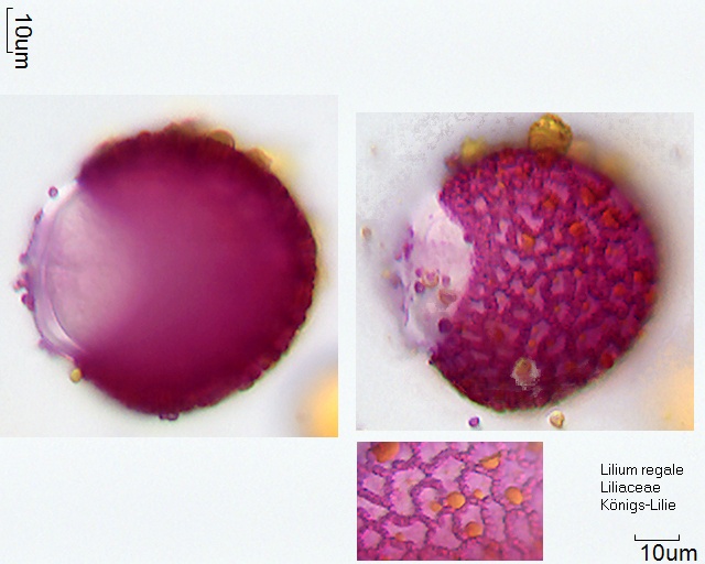 Pollen von Lilium regale