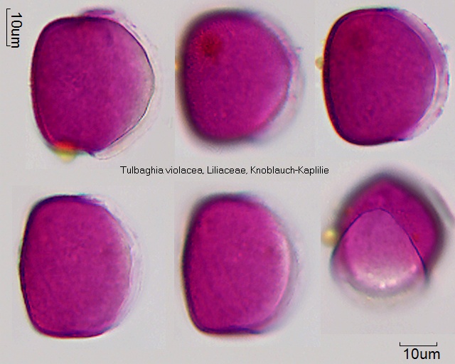 Pollen von Tulbaghia violacea
