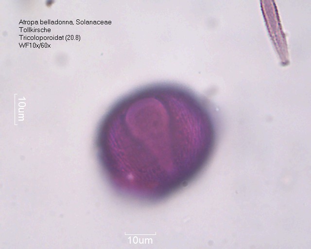 Pollen von Atropa belladonna