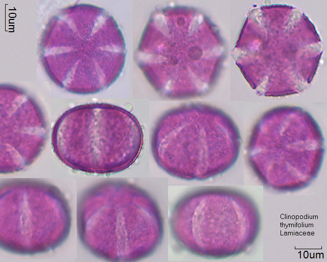 Pollen von Clinopodium thymifolium