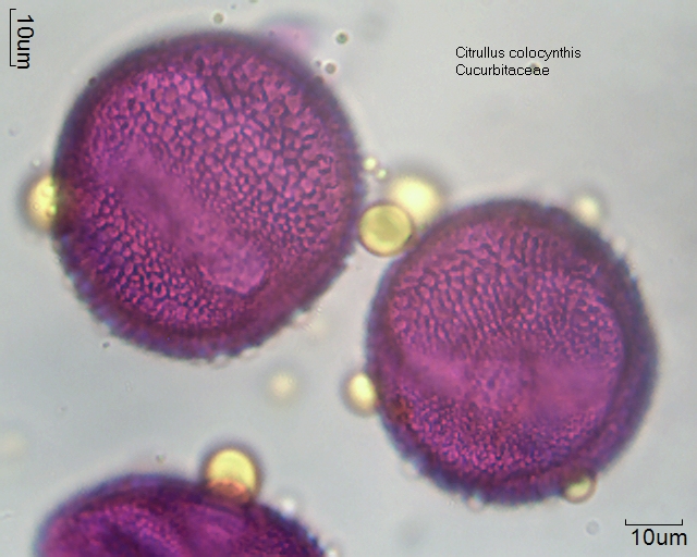Pollen von Citrullus colocynthis