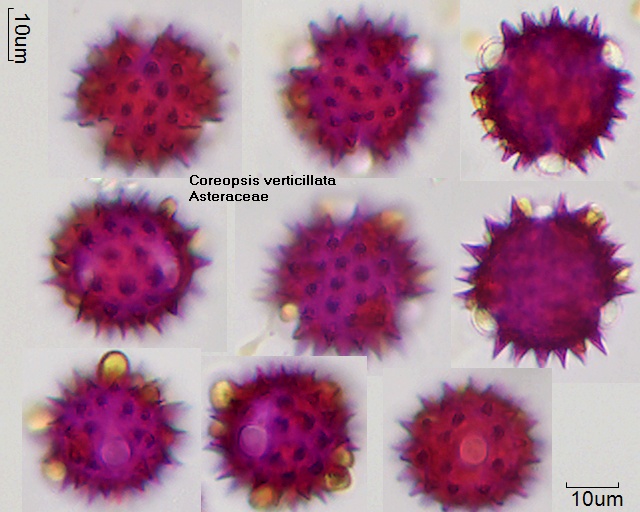 Pollen von Coreopsis verticillata