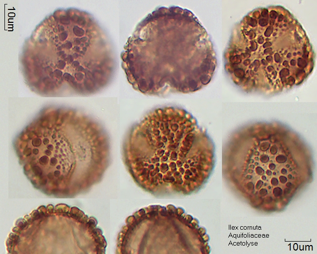 Acetolysierter Pollen von Ilex cornuta, A-001