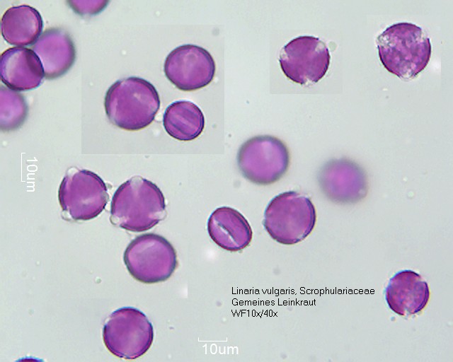 Datei:Linaria vulgaris (3).jpg