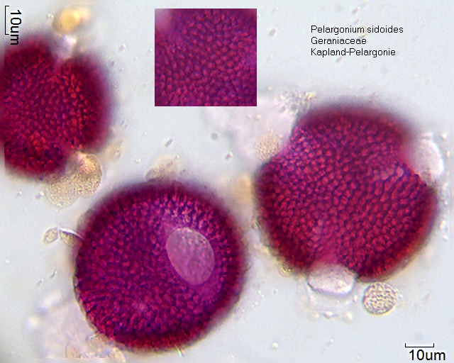 Datei:Pelargonium sidoides (2).jpg