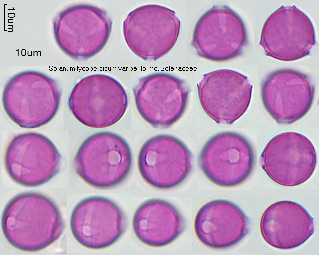 Pollen von Solanum lycopersicum var pyriforme