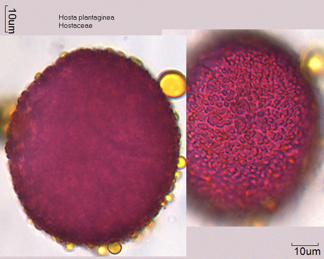 Pollen von Hosta plantaginea