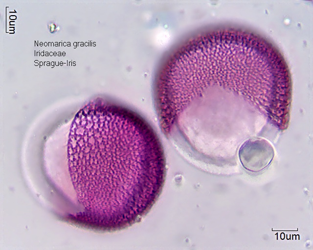 Pollen von Neomarica gracilis