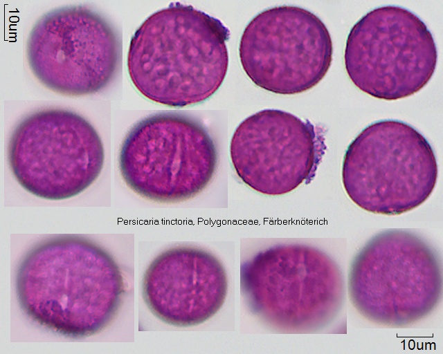 Pollen von Persicaria tinctoria