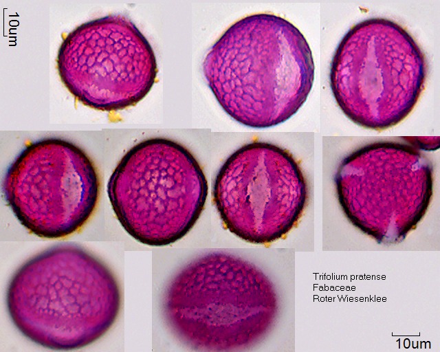 Pollen von Trifolium pratense
