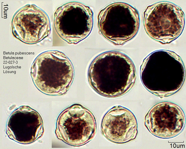 Pollen von Betula pubescens Präparat 22-027-3, gefärbt mit Jod